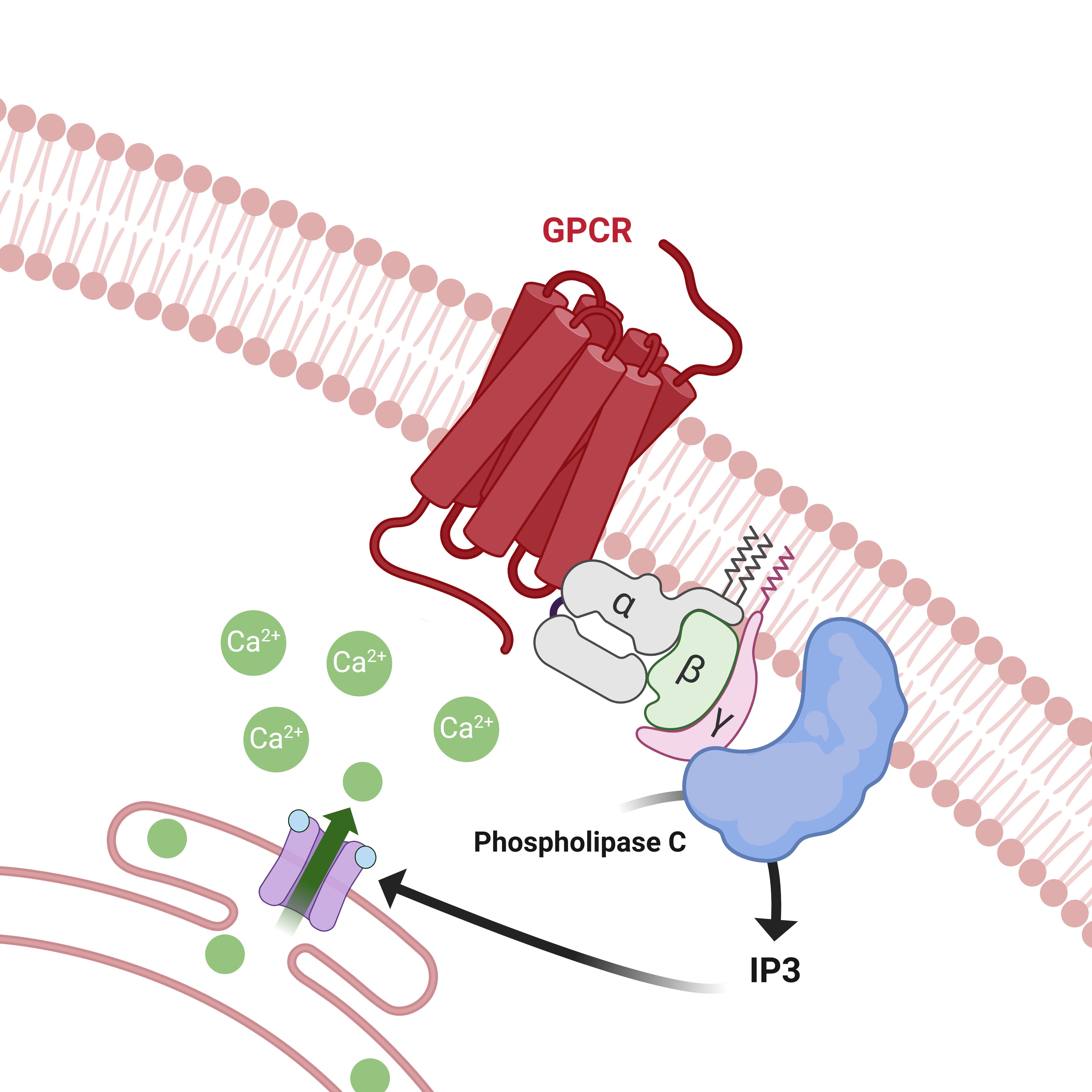 Spotlight: GPCR Assay Technologies
