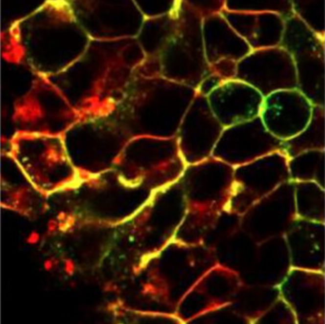 Publication: Chemokine receptor pharmacology through design of fluorescent allosteric modulators